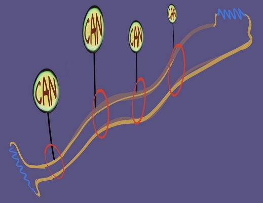 structure bus can