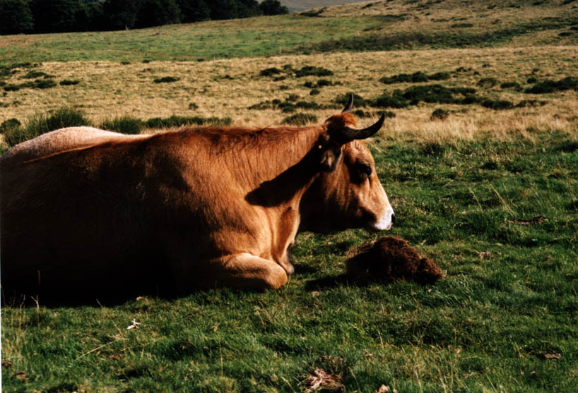 auvergne7