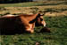 auvergne7