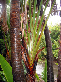Arbre_Soif