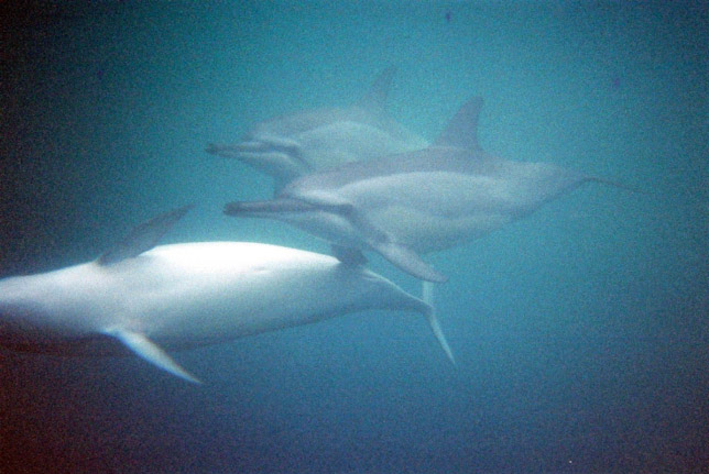 Dauphins