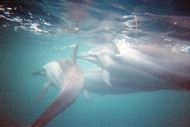 Dauphins