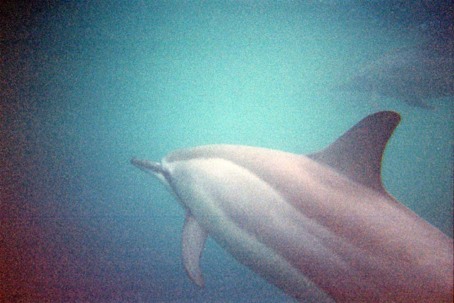 Dauphins