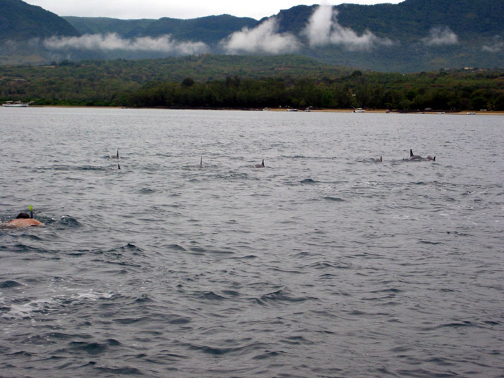 Dauphins