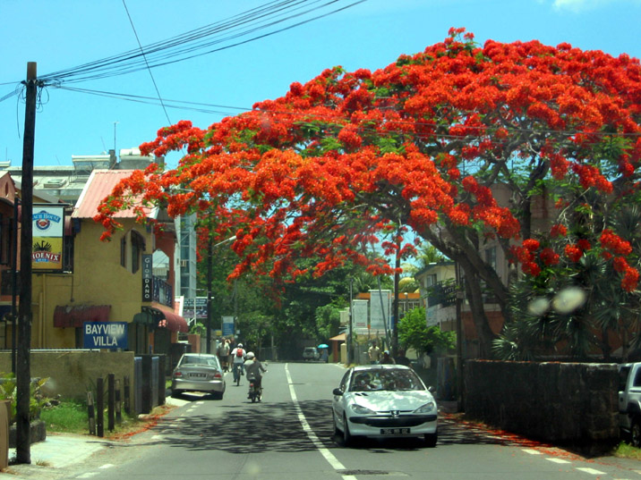 arbre Flamboyant
