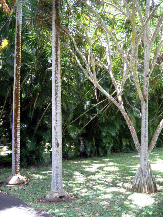 jardin_de_Pamplemousses