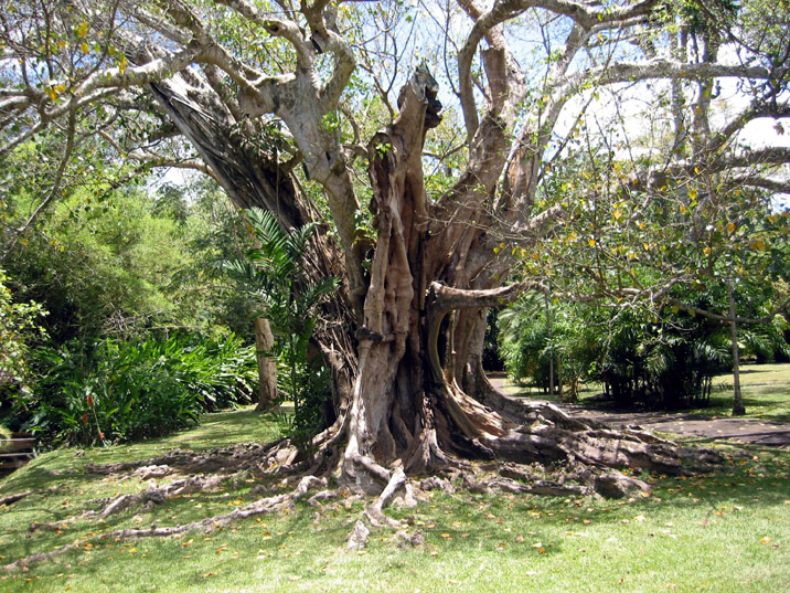 jardin de Pamplemousses 