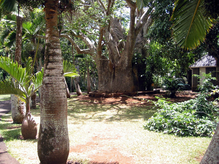 jardin  Pamplemousses 