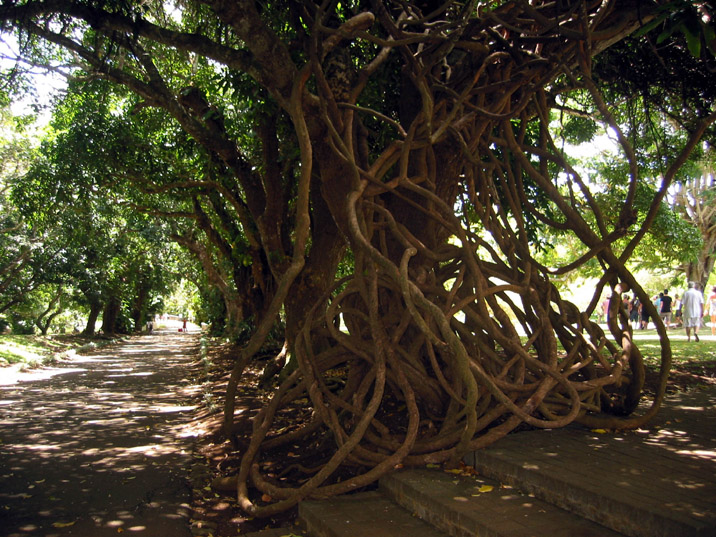 jardin de Pamplemousse 