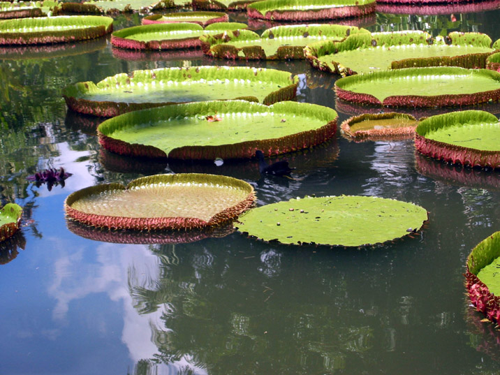 jardin Pamplemousses 