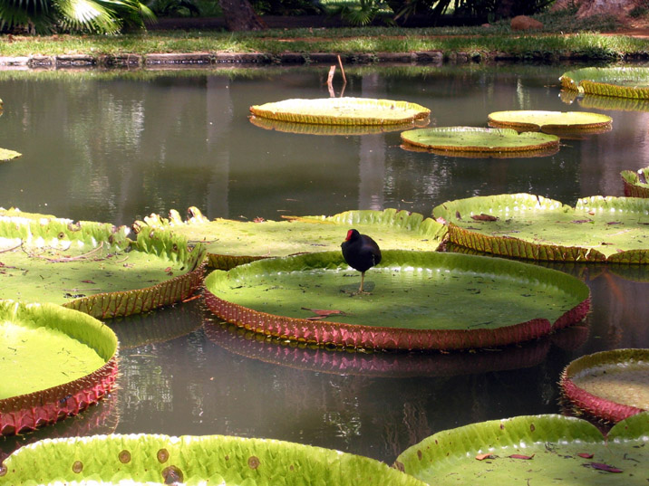 jardin Pamplemousses Maurice