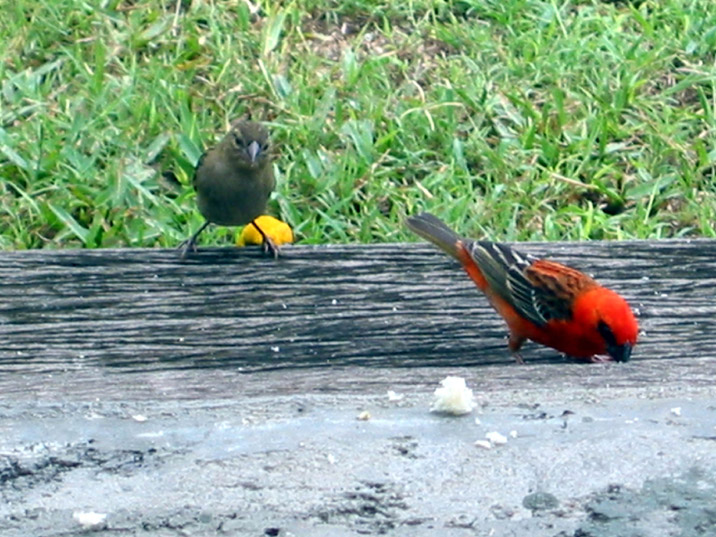 oiseaux