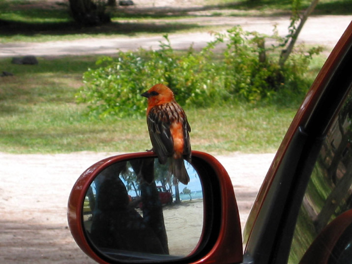 oiseaux 