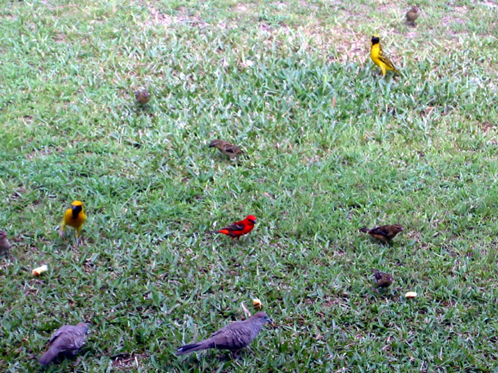 oiseaux Maurice