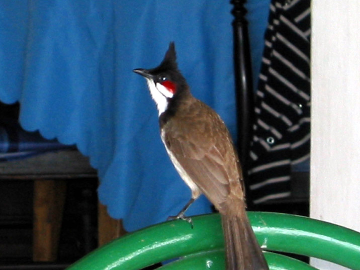 oiseaux Ile Maurice