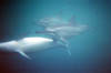 Dauphins
