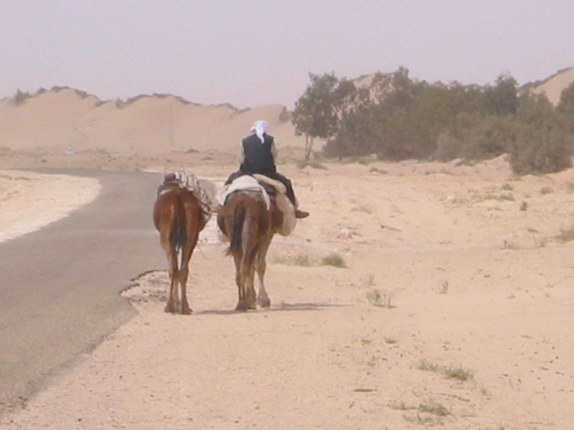 Desert Chameaux