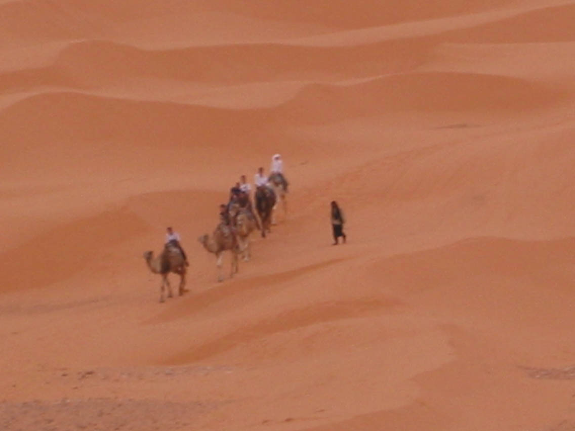 Desert Chameaux