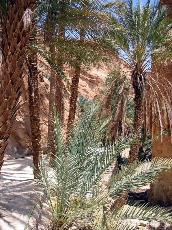 Oasis