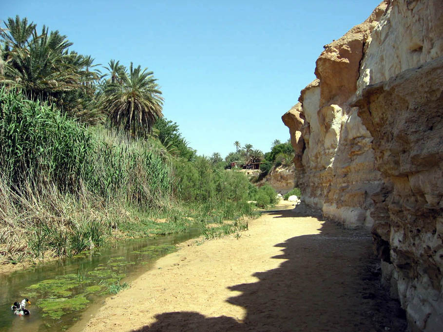 Tunisie Oasis