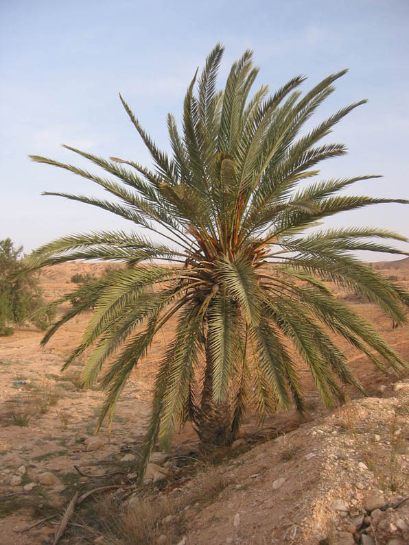 Vegetation