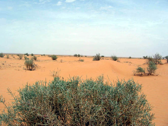Vegetation