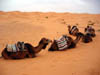 Desert Chameaux