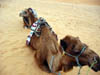 Desert Chameaux 2