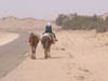 Desert Chameaux 3