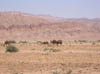 Desert Chameaux 5