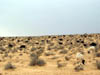 Troupeau chevres 2