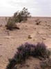 Vegetation 2