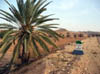Vegetation 3
