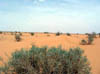 Vegetation 4