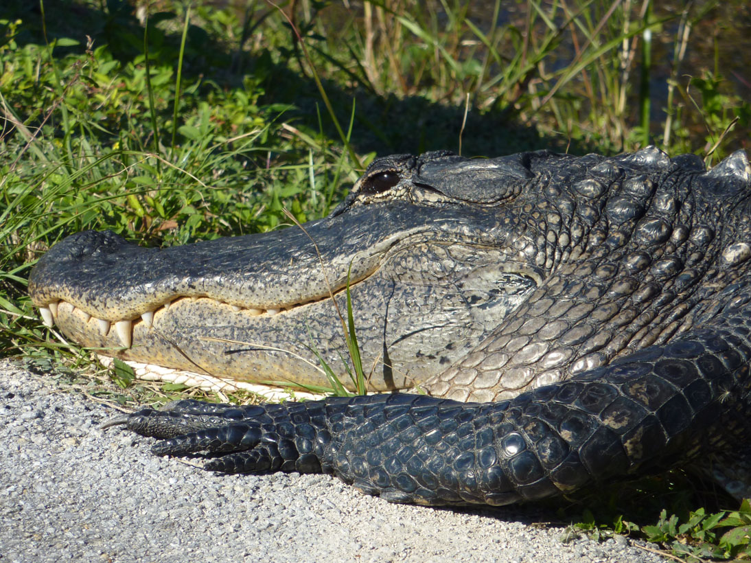 Everglades Crocodiles