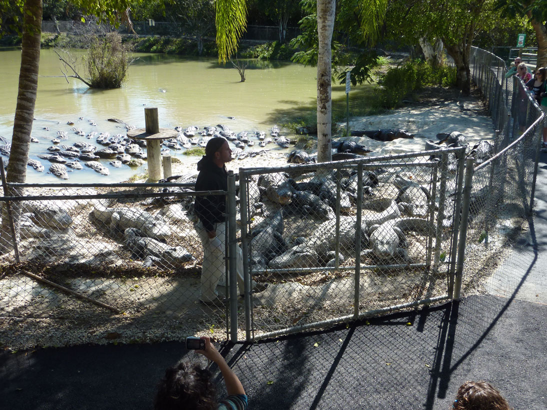 Everglades Crocodiles