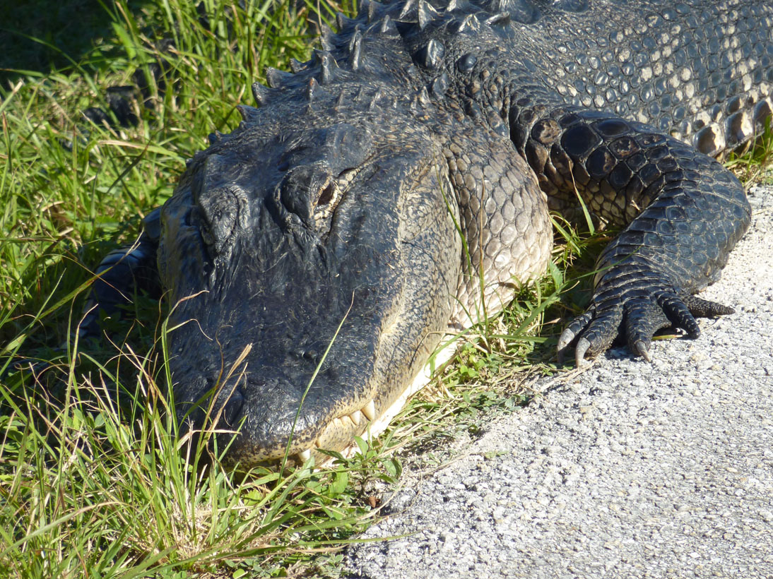 Everglades Crocodiles