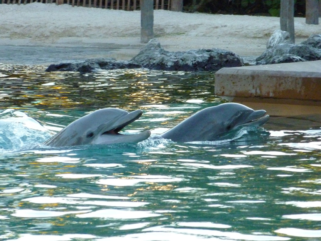 Orlando SeaWorld