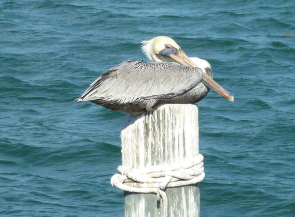 Pelican