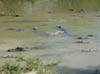 Everglades_crocodiles
