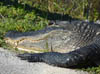 Everglades_crocodiles2