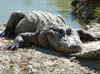 Everglades_crocodiles3