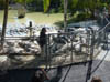 Everglades_crocodiles4
