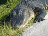 Everglades_crocodiles5