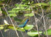 Everglades_oiseaux