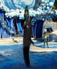 Orlando_SeaWorld
