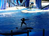 Orlando_SeaWorld2