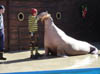 Orlando_SeaWorld3