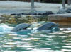 Orlando_SeaWorld4