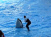 Orlando_SeaWorld5